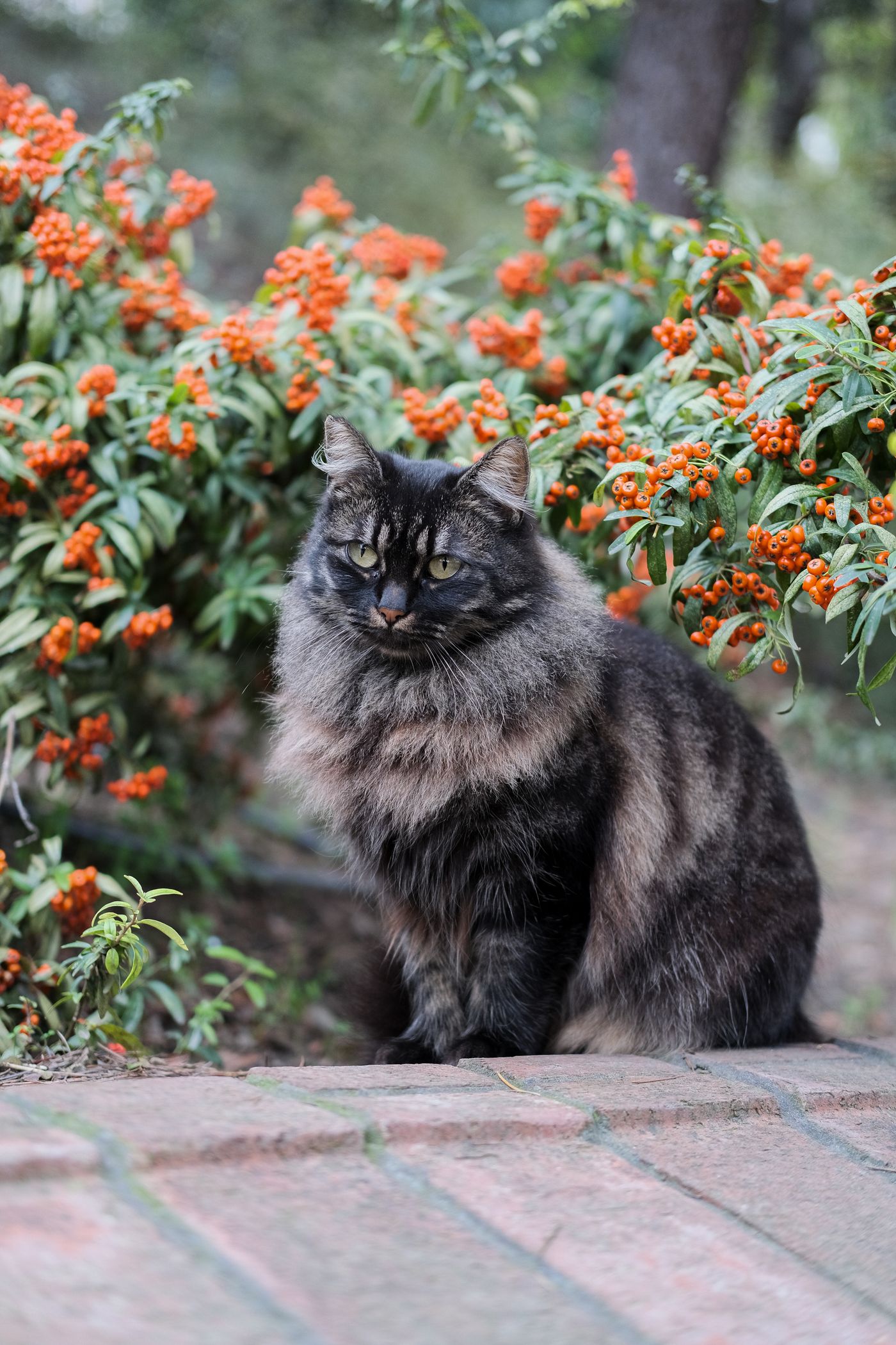 A Siberian cat relaxing outdoors among flowers