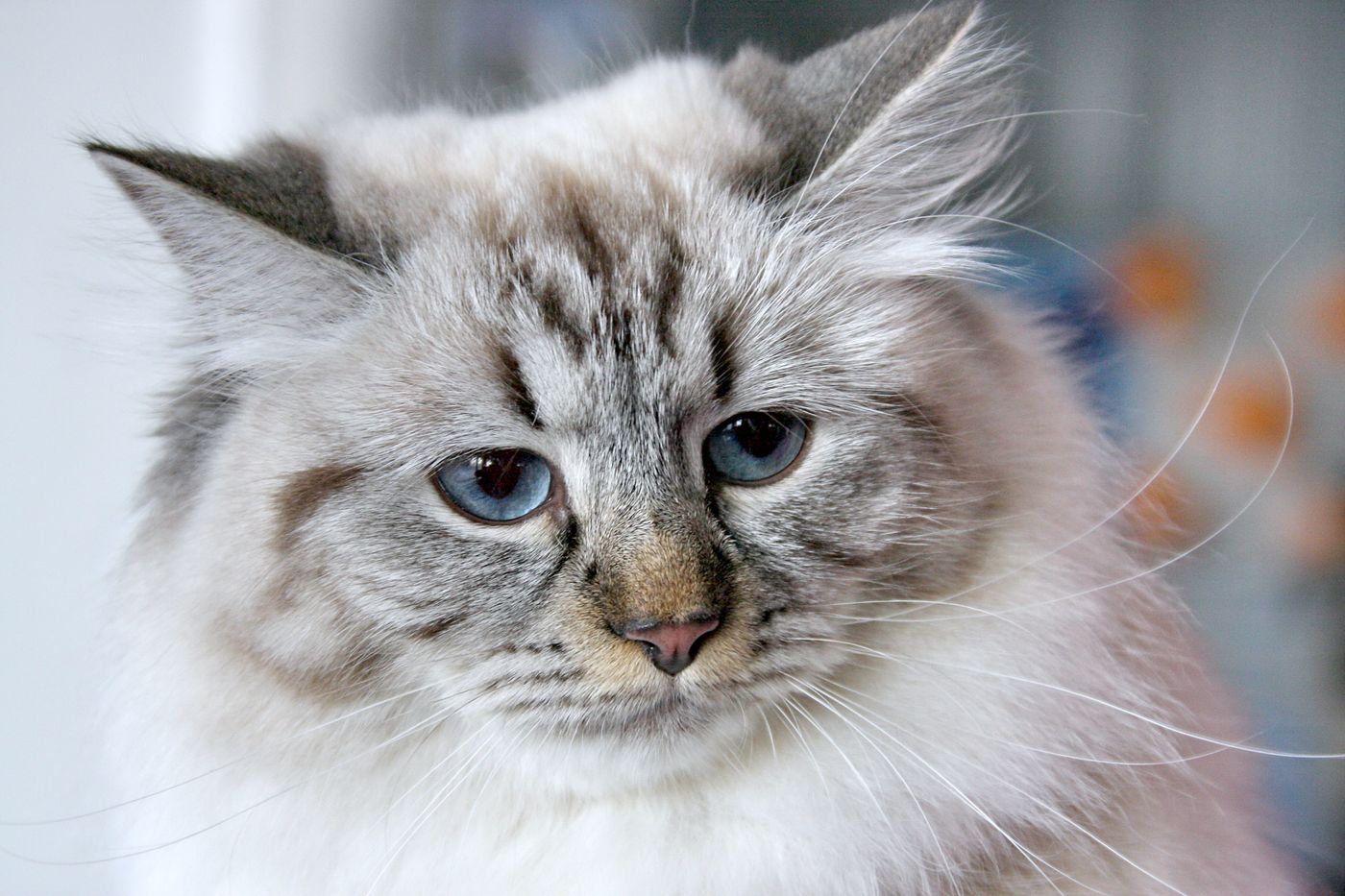Alert, healthy adult Siberian cat