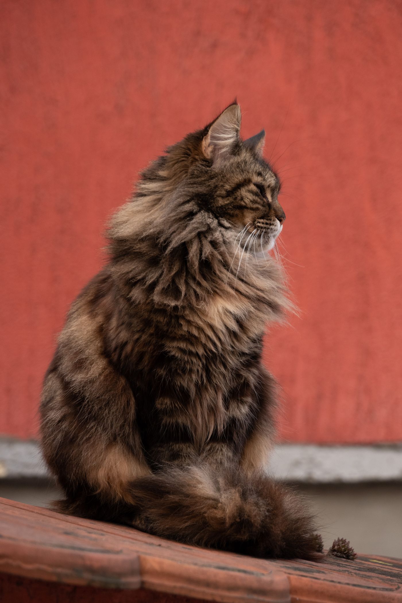 Siberian cat playing and exploring outdoors