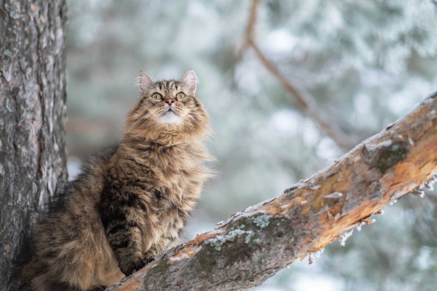 A healthy, alert Siberian kitten exploring outdoors