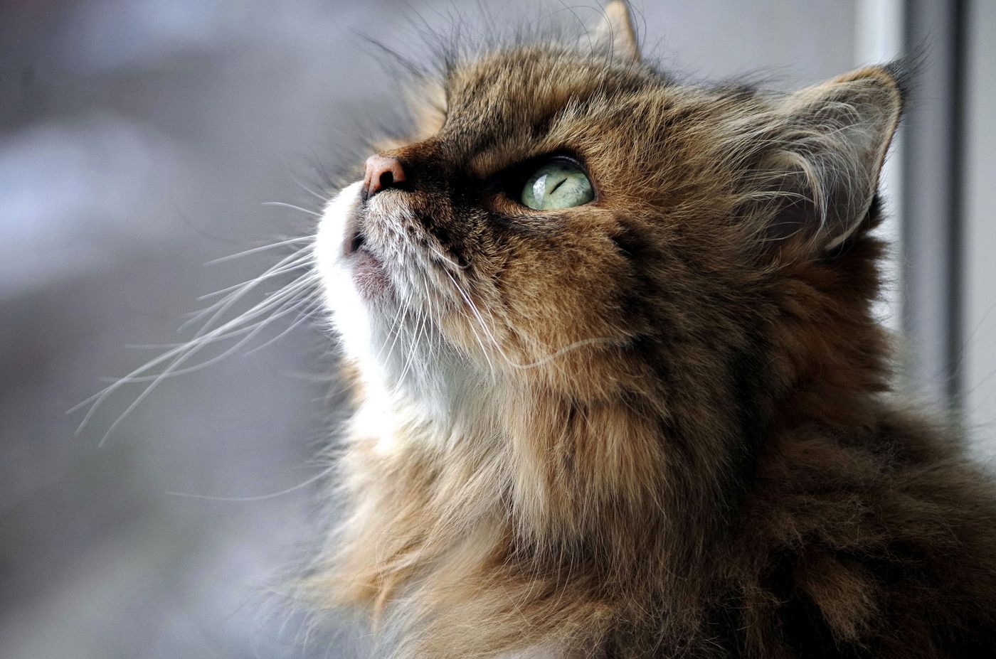A green-eyed Siberian cat sitting calmly in warm window light